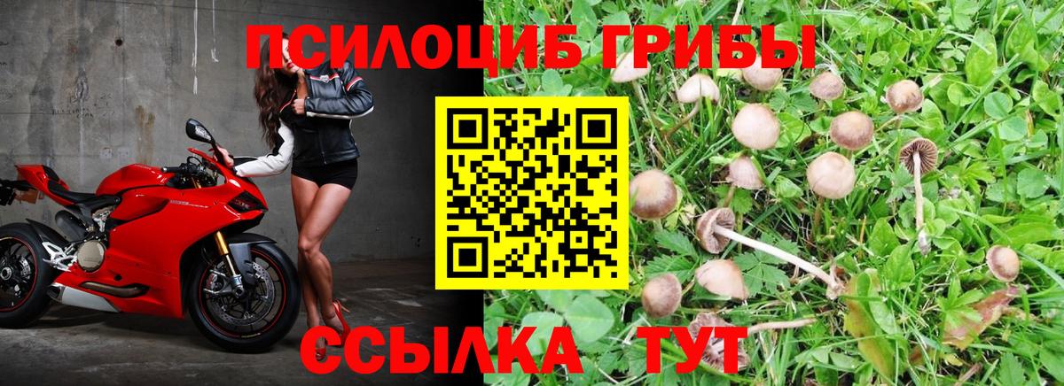 Галлюциногенные грибы GOLDEN TEACHER  Вход с VPN  закладка  Новоалександровск 