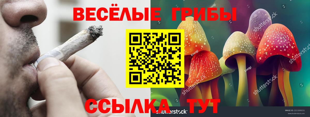 Псилоцибиновые грибы Cubensis Новоалександровск
